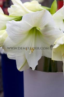 Amaryllis Denver Peru 30/32 (x10)