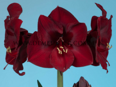 Amaryllis Mandela 30/32 Peru (x10)