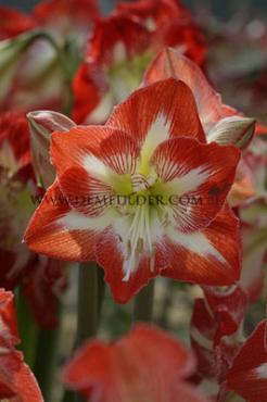 Amaryllis Minerva Peru 30/32 (x10)