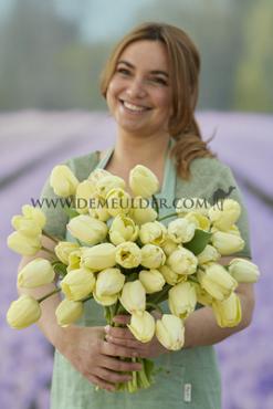 Tulips Ivory Floradale 12/+ (x12x7)