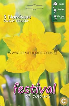 Narcissus Dutch Master 14/16 (x8x5)