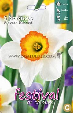 Narcissus Flower Record 14/16 (x8x5)