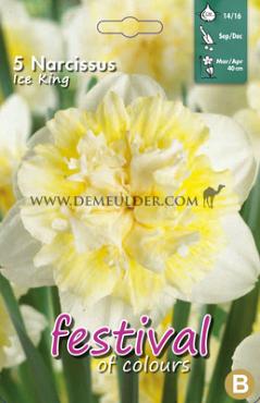 Narcissus Ice King 14/16 (x8x5)