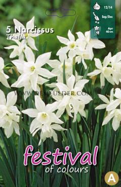 Narcissus Thalia 12/14 (x12x5)