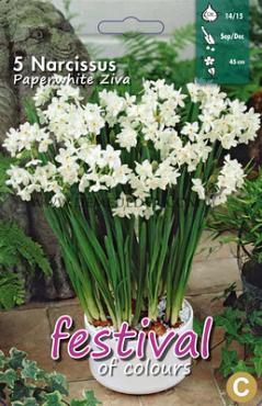 Narcissus Paperwhite Ziva 14/15 (x8x5)