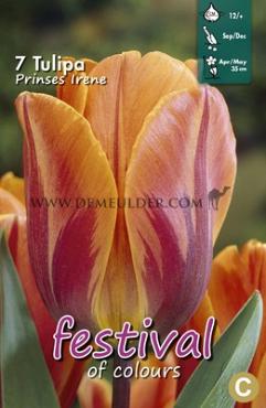 Tulips Prinses Irene 12/+ (x12x7)