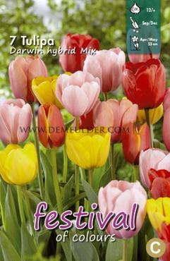 Tulips Darwin Hybrid Mixed 12/+ (x12x7)