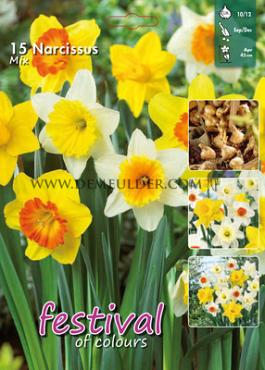 Narcissus Mixed 10/12 (x15x15)