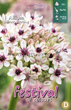 Allium Silver Spring 12/+ (x12x1)