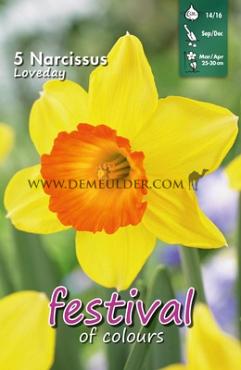 Narcissus Loveday 14/16 (x8x5)