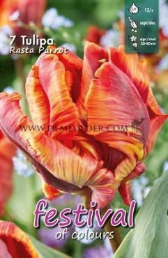 Tulips Rasta Parrot 12/+ (x12x7)