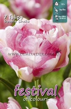 Tulips Double Shake 12/+ (x12x7)