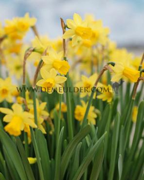 Nr. 34 Narcissus for Rock Garden 12/14 (5x60)