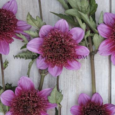 Dahlia Abigail (x 35)