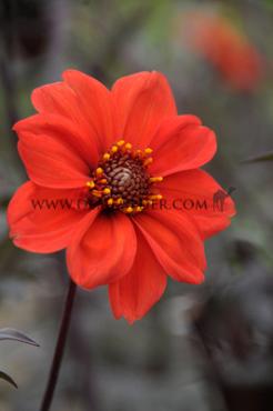 Dahlia Bishop Of Llandaff (x 35)