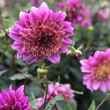 Dahlia Mambo (x 35)