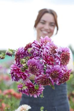 Dahlia Mambo (x 35)