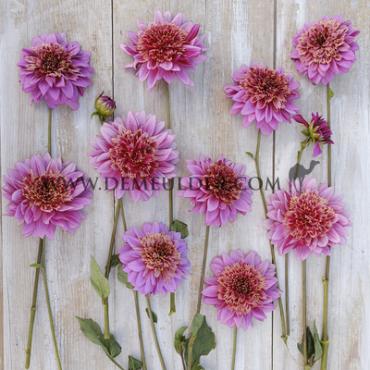 Dahlia Mambo (x 35)