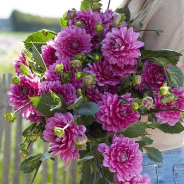 Dahlia Nashville (x 35)