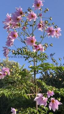 Dahlia Imperialis (x 35)
