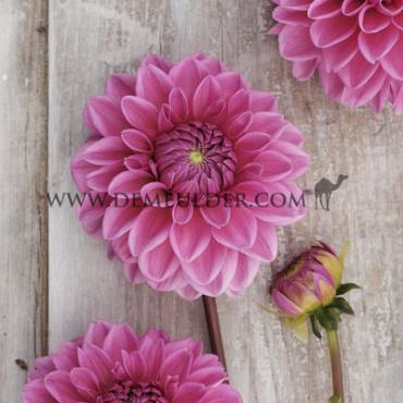 Dahlia Pink Sylvia (Sandra) (x 35)
