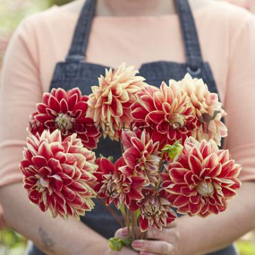 Dahlia Maxime (x 35)