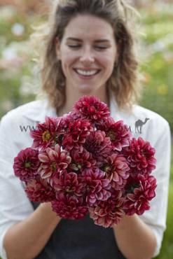 Dahlia Seniors Hope (x 35)