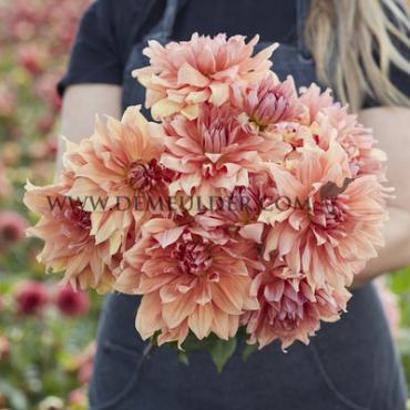 Dahlia Babylon Brons (x 35)