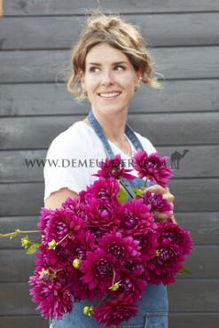 Dahlia Berner-oberland (x 35)