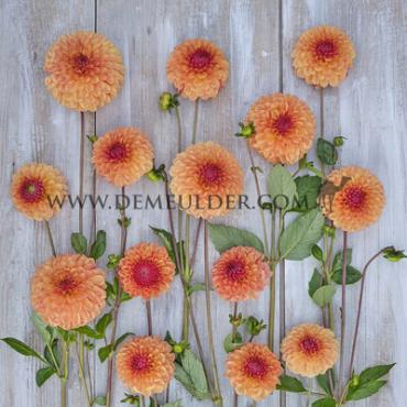 Dahlia Bonanza (x 35)