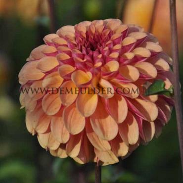 Dahlia Bonanza (x 35)