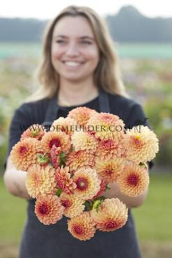 Dahlia Bonanza (x 35)