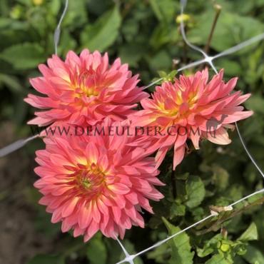 Dahlia Extase (x 35)