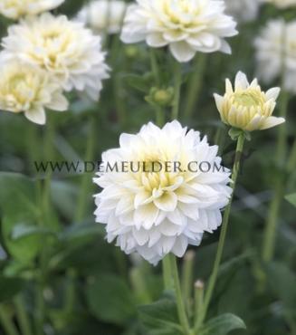 Dahlia Polar Ice (x 35)
