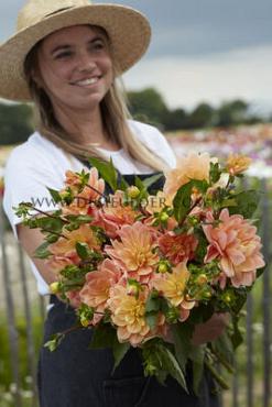 Dahlia Mister Frans (x 35)