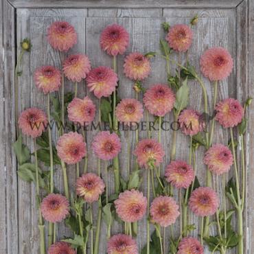 Dahlia Hillcrest Suffusion (x 35)