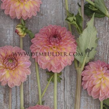 Dahlia Hillcrest Suffusion (x 35)