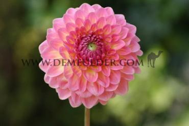 Dahlia Pink Suffusion (x 35)