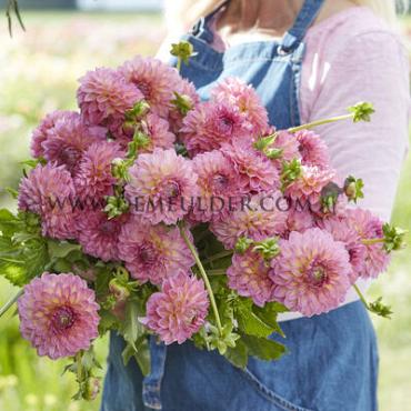 Dahlia Pink Suffusion (x 35)