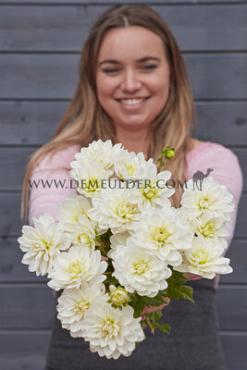 Dahlia White Onesta (x 35)