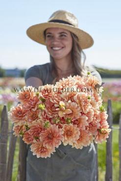 Dahlia Apricot Desire (x 35)