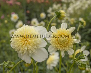Dahlia Platinum Blonde (x 35)