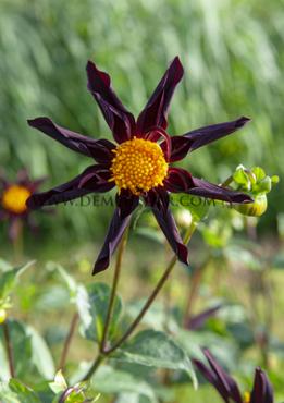 Dahlia Veronne's Obsidian (x 35)