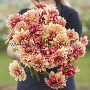 Dahlia Miss Brandy (x 35)