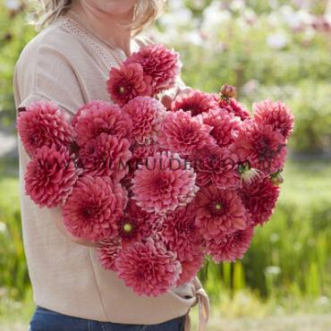 Dahlia Salmon Runner (x 35)
