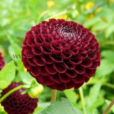 Dahlia Natal (x 35)