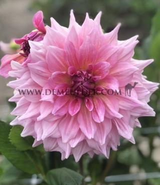Dahlia Otto's Thrill (x 35)