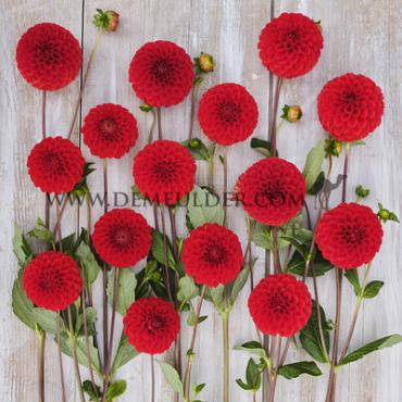 Dahlia Salsa (x 35)