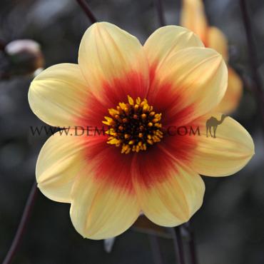 Dahlia Sunshine (x 35)