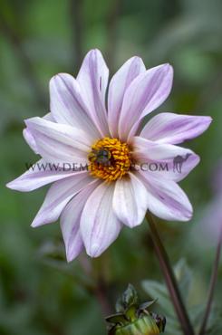 Dahlia Bishop Of Leicester (x 35)